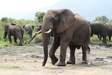 Elephants graze in Virunga National Park in the eastern Democratic Republic of Congo