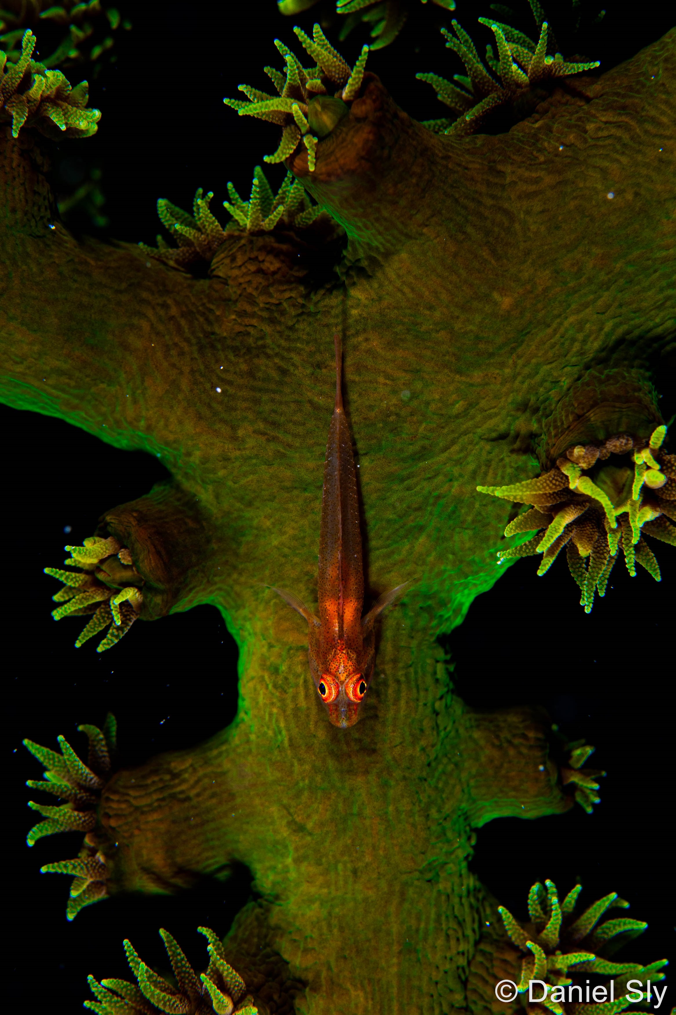A red goby fish swimming near a green piece of coral. 