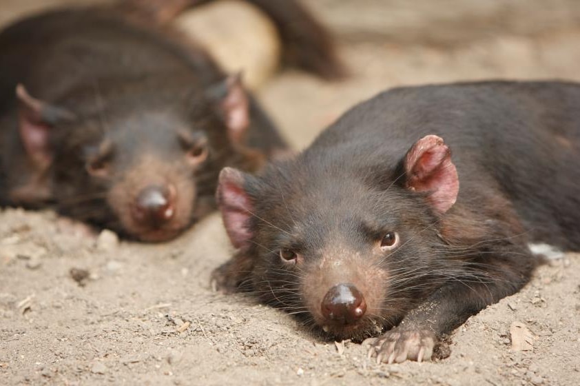 Two Tasmanian devils relaxing.