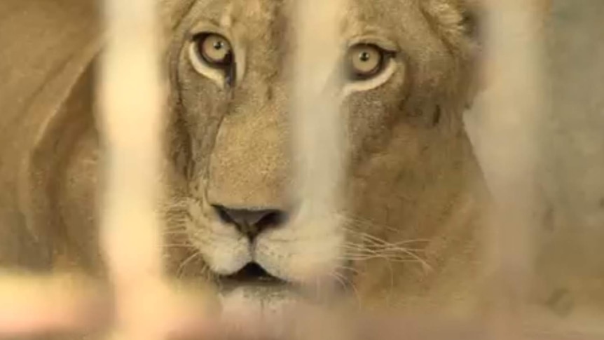 A lion in Indonesia's notorious Surabaya zoo.