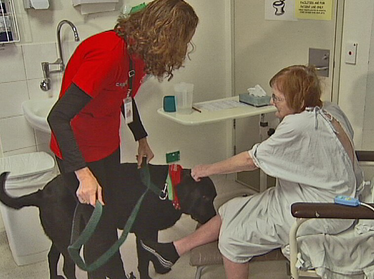 Dogs' perceived benefits for hospital patients to be studied by ...