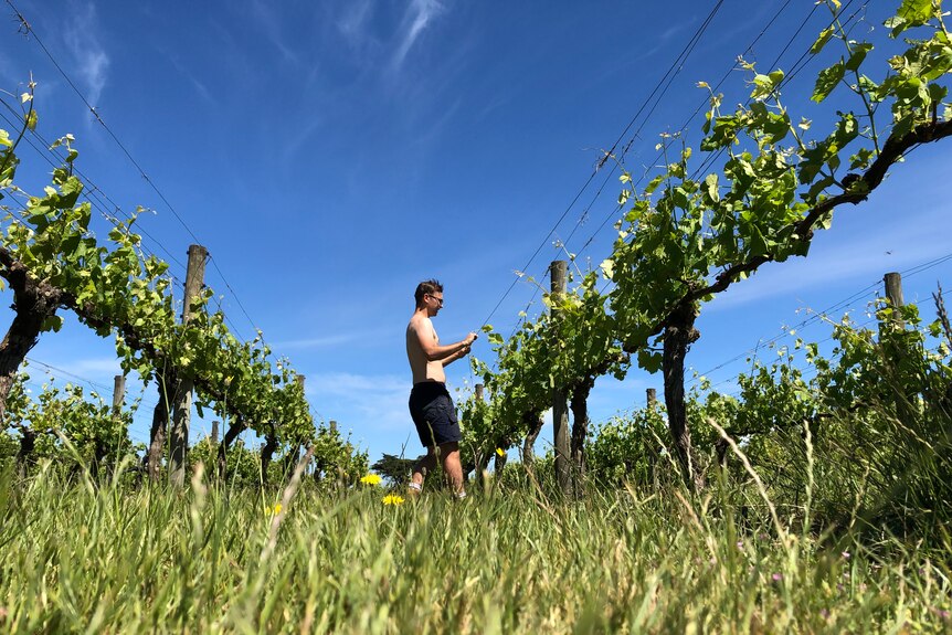 Marcus Radny, a shirtless fair-skinned man in black shorts, picks wine grapes from leafy vines under a blue sky.