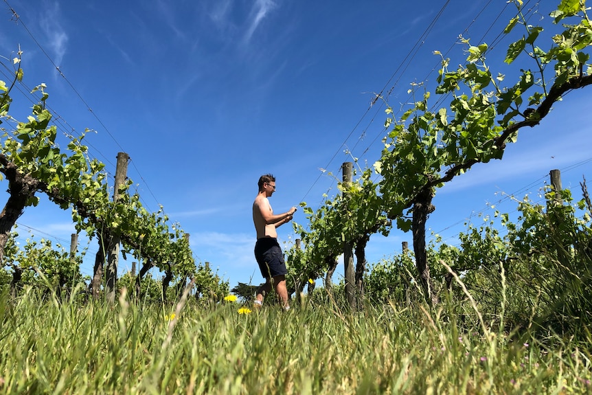 Marcus Radny, ein hemdloser, hellhäutiger Mann in schwarzen Shorts, pflückt unter blauem Himmel Weintrauben von grünen Weinreben.