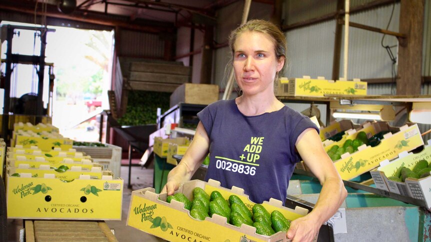 A woman carrying a tray of avocadoes in a packing shed