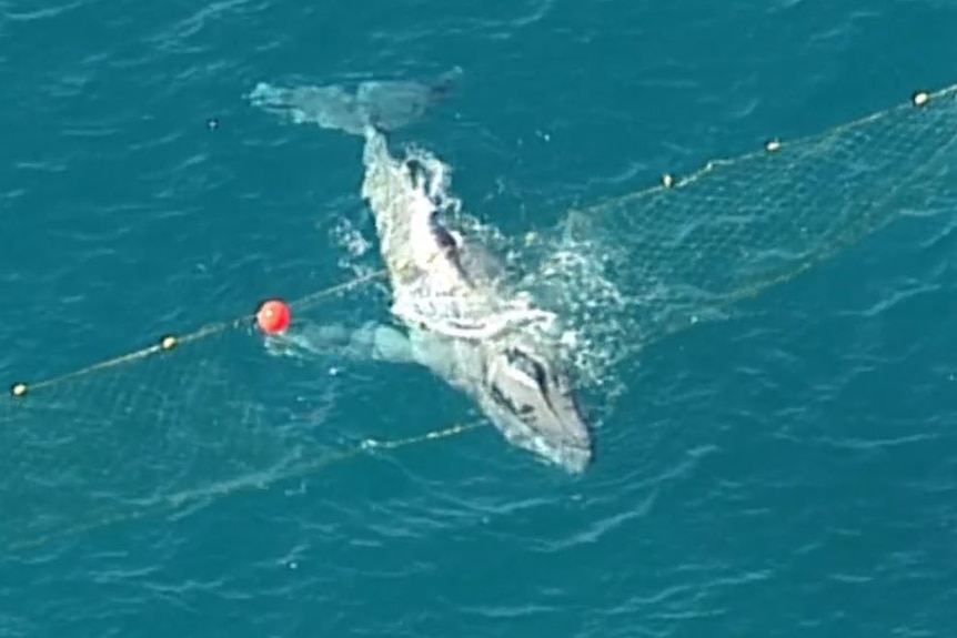A whale is caught in a shark net at Currumbin on Queensland's Gold Coast.