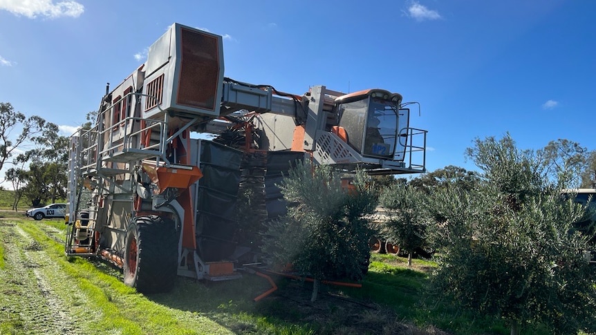 Meet Optimus — a machine primed to transform olive harvesting