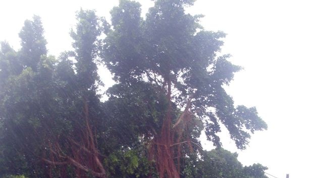 A tree is uprooted on Gordon Street in Mackay.