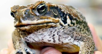 Cane toad.