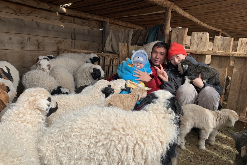 Woman and man with child and flock of sheep in a barn.