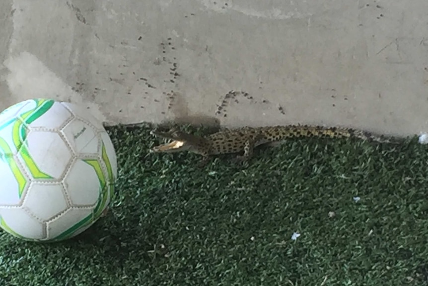 A small saltwater crocodile lunges at a soccer ball.