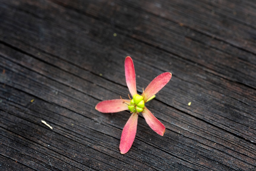 A small pink and white flower with a green middle on a wooden board.