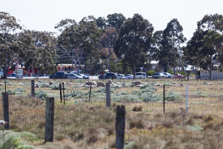 Sheep graze on a small paddock across the road from a petrol station near Werribee.