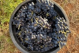 A black bucket full of red wine grapes. 
