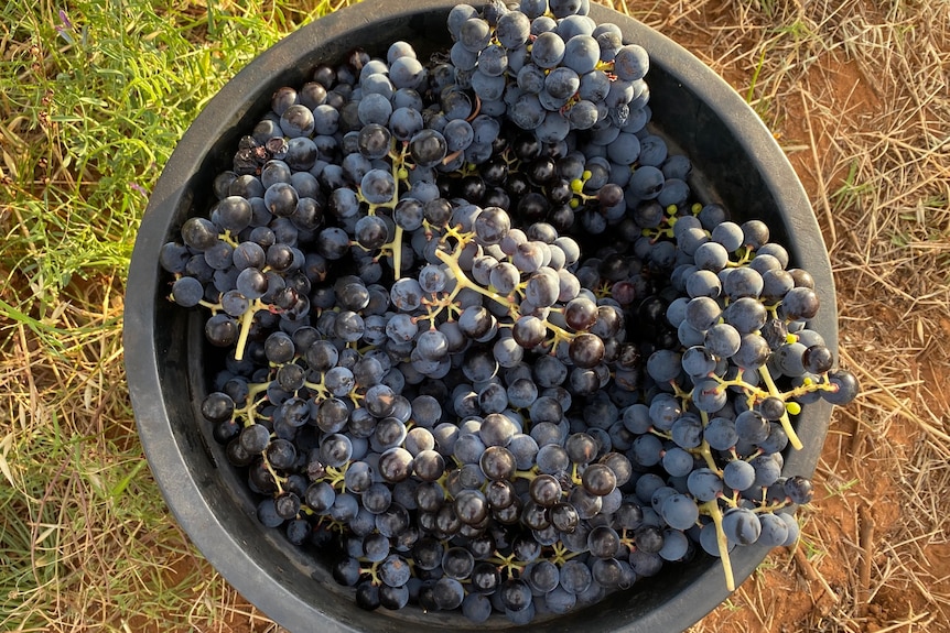 A black bucket full of red wine grapes. 