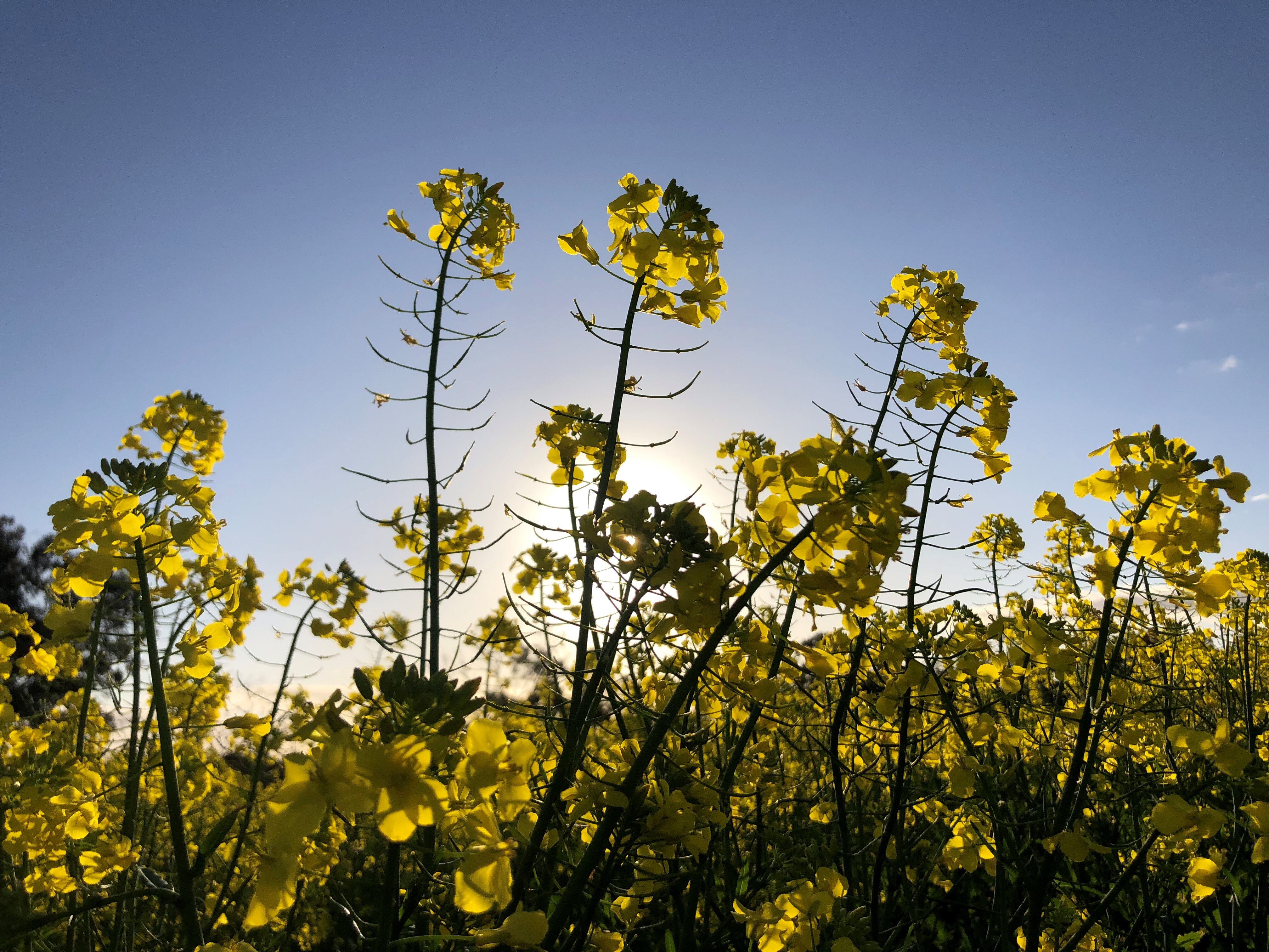 A ground-up shot showing the heads of canola plants backlit by bright sunshine