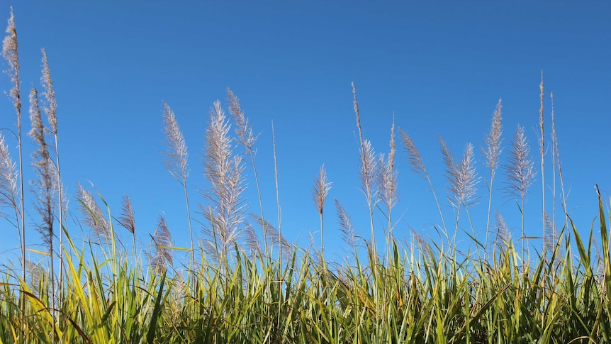 Sugarcane in north Queensland