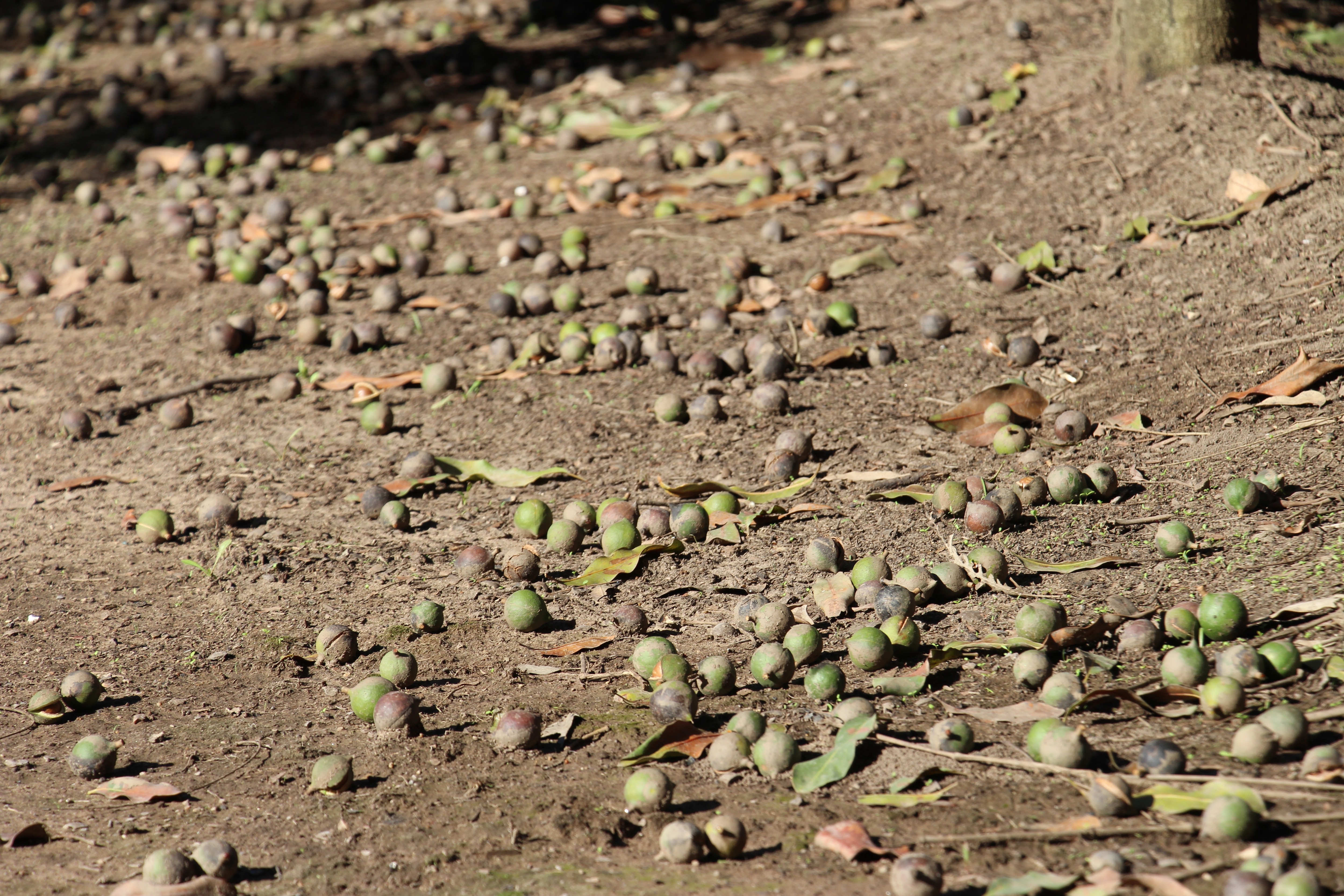 Macadamias in their shells on the ground of an orchard