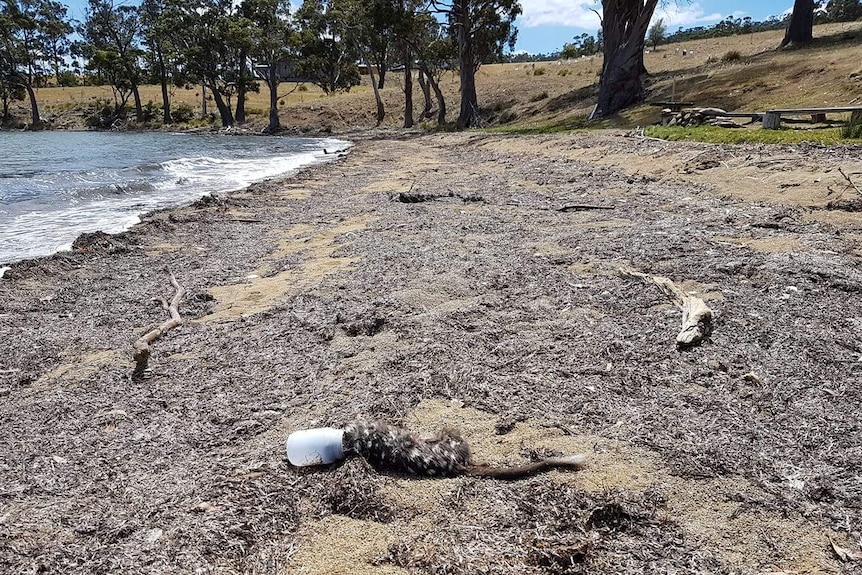 A quoll lies dead on a beach, its head is stuck in a plastic bottle.
