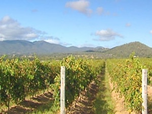 Hunter Valley Vineyard