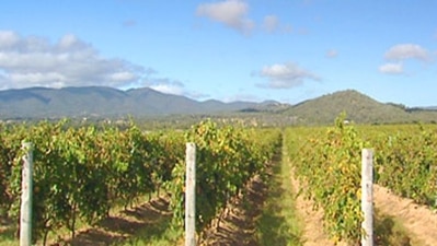 Hunter Valley Vineyard