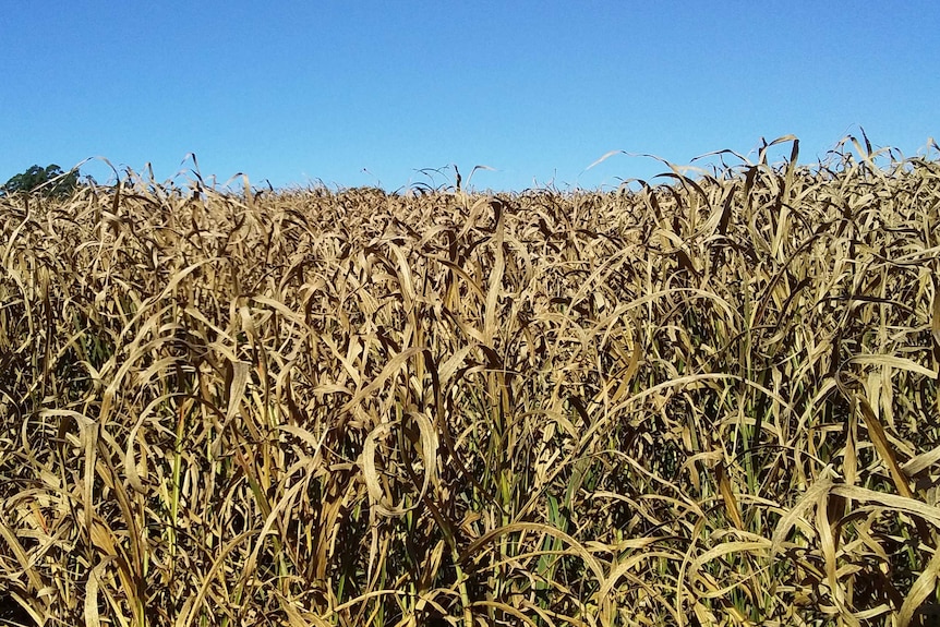 A field of brown cane damaged by frost.
