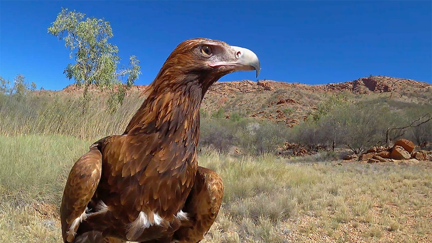 Sonder, the star of the eagle cam footage at the Alice Springs Desert Park.
