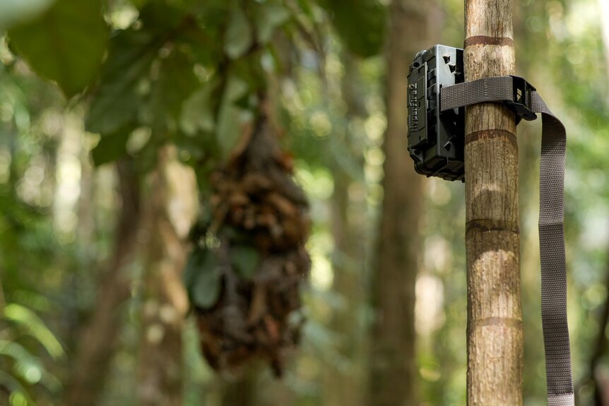 A black recording device, attached to a rainforest tree, with a woven nest in the background.