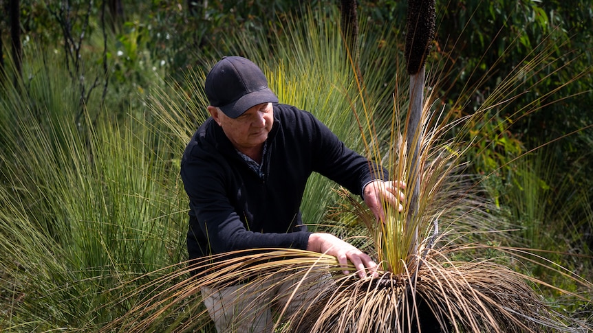 A man inspects a grass tree infected with dieback.