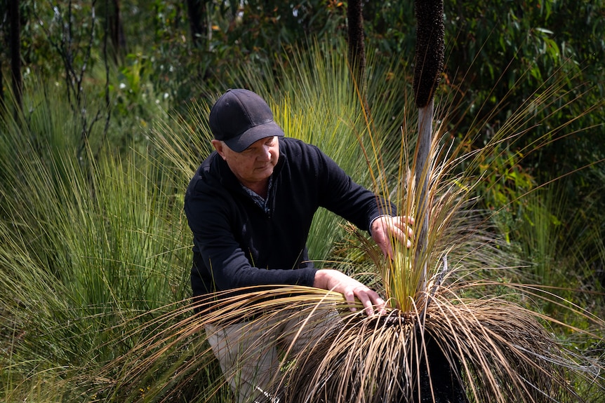 A man inspects a grass tree infected with dieback.