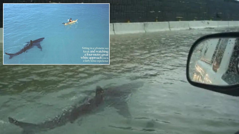 A shark appearing to swim along a major, flooded highway. Inset shows same shark following a paddleboarder in open water