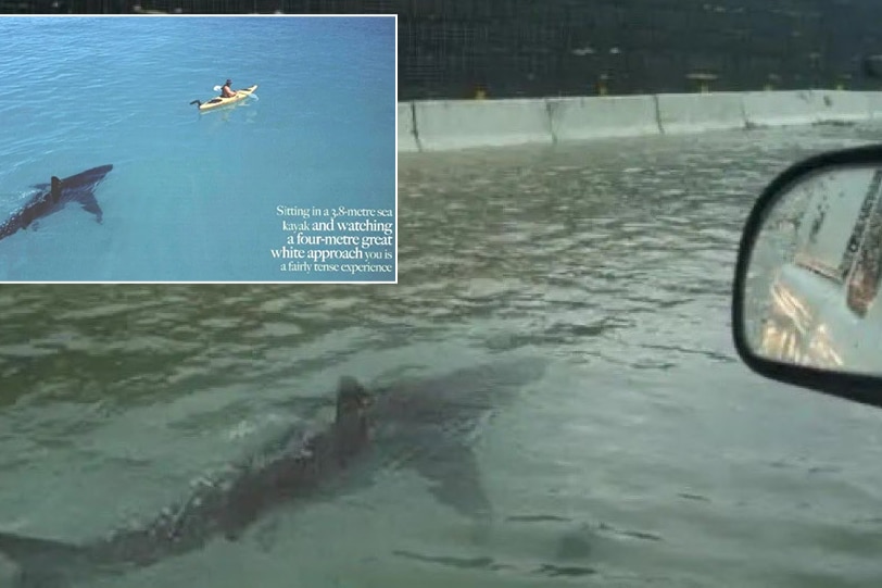 A shark appearing to swim along a major, flooded highway. Inset shows same shark following a paddleboarder in open water