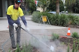 Byron Shire Council staff doing steam weeding