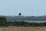 Eagle flies near wind turbines.