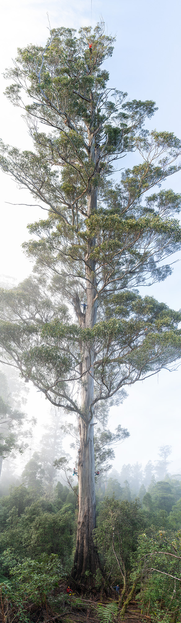 An absolutely enormous eucalpytus tree, with people looking tiny at various points up the tree.