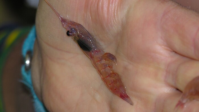 Antarctic krill being held in male left hand.