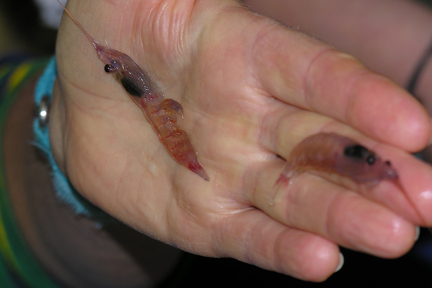 Antarctic krill being held in male left hand.