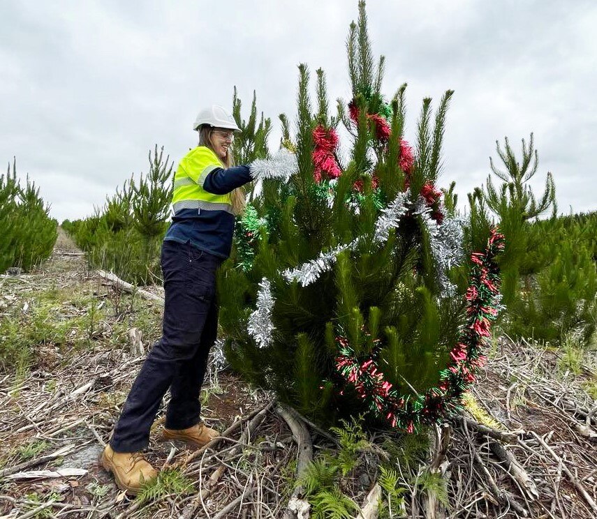 Free Christmas Tree Giveaway 2022 Christmas Tree Giveaway Spreads Festive Cheer Amid Skyrocketing National  Consumer Demand - Abc News