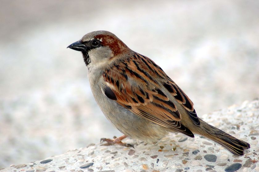 Where Have All The Sparrows Gone Abc News