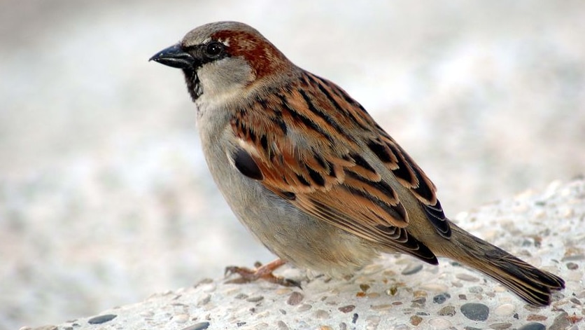 A sparrow on the ground.