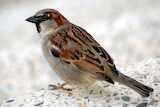 A sparrow on the ground.