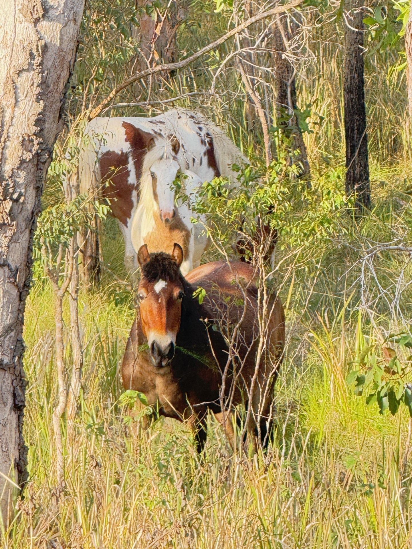 Brumby advocate loses bid to stop aerial culling in NSW national park