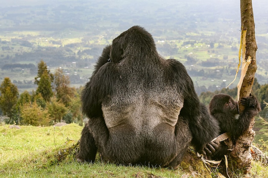 Gorilla habitat under threat from mining