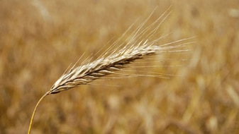 Wheat closeup with field in background (www.sxc.hu)