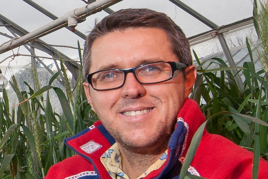 CSRIO researcher Doctor Greg Rebetzke in a greenhouse