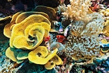 Colourful coral and a clown fish
