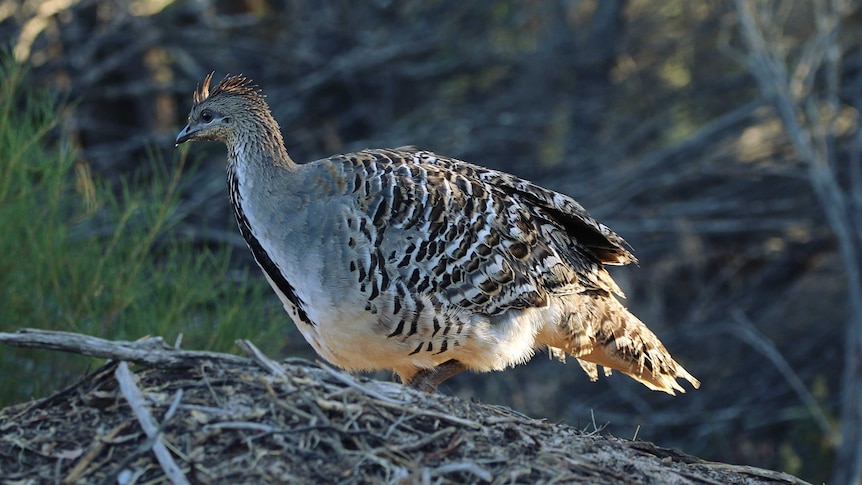 Mallee Fowl