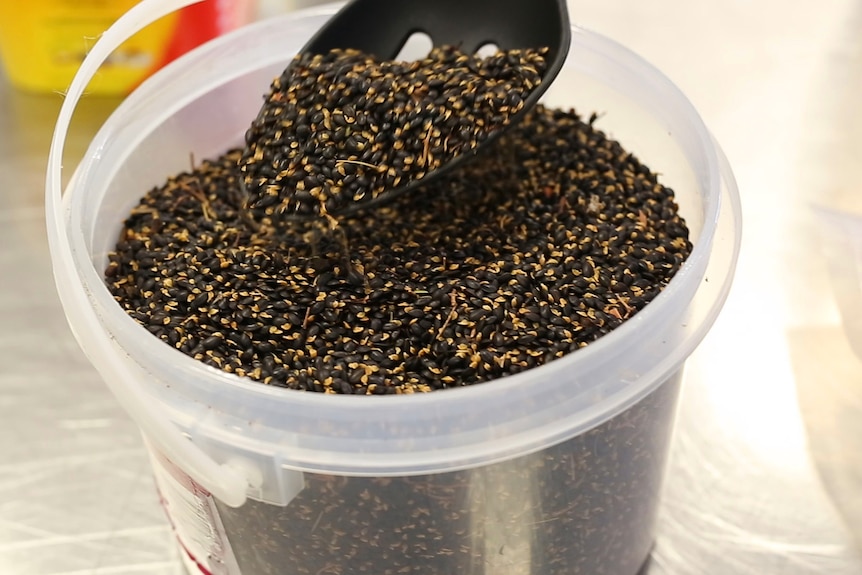 a bucket of acacia seeds
