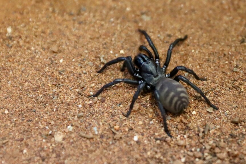 A close up of a black chunky spider with chevrons on its abdomen. 