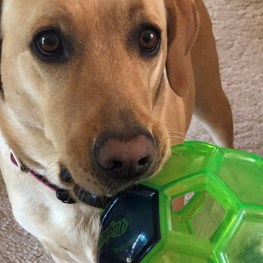 A Labrador dog with a ball in its mouth to depict stories of how dogs get people through tough times.