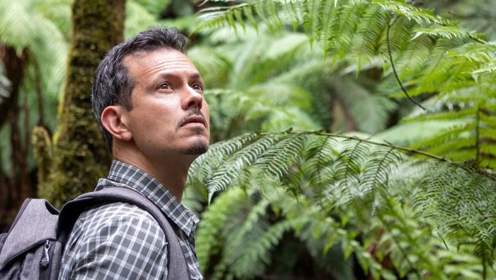 Photo of Alastair Robinson in a forest, he is looking up and is surrounded by ferns